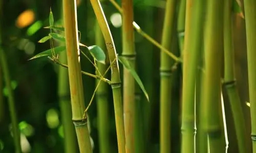 Dal palo di bambù al bastone di bambù